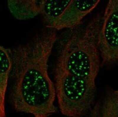 Immunocytochemistry/ Immunofluorescence: Zinc finger protein 395 Antibody [NBP3-17459]