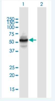 Western Blot: Zinc finger protein 492 Antibody [H00057615-B01P-50ug]