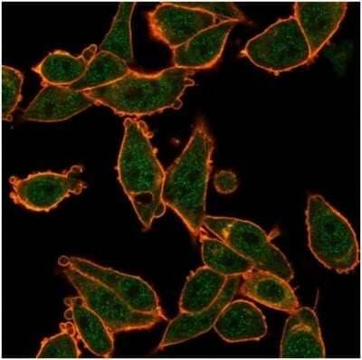 Immunocytochemistry/ Immunofluorescence: Zinc finger protein 639 Antibody (PCRP-ZNF639-2B2) [NBP3-13995]