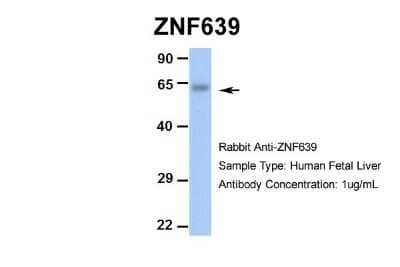 Western Blot: Zinc finger protein 639 Antibody [NBP2-88632]