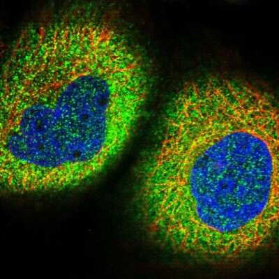 Immunocytochemistry/ Immunofluorescence: Zinc finger protein 772 Antibody [NBP1-84113]