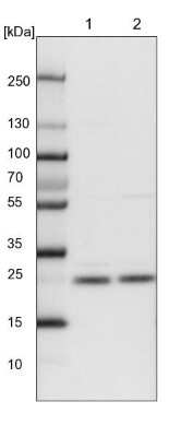 Western Blot: Zmat2 Antibody [NBP1-82026]