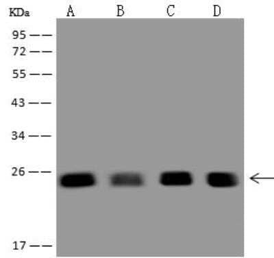 Western Blot: Zmat2 Antibody [NBP3-12674]