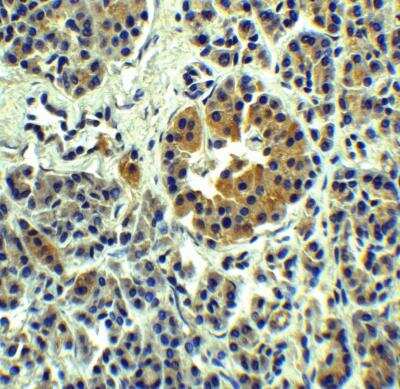 Immunohistochemistry: ZnT-8/SLC30A8 Antibody - BSA Free [NBP2-82056]