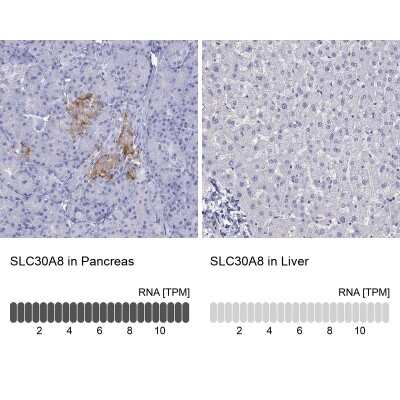 Immunohistochemistry-Paraffin: ZnT-8/SLC30A8 Antibody [NBP2-62701]