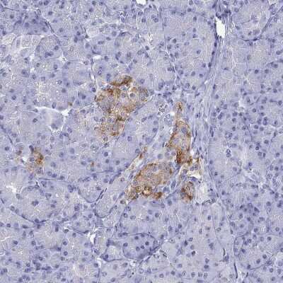 Immunohistochemistry-Paraffin: ZnT-8/SLC30A8 Antibody [NBP2-62701]