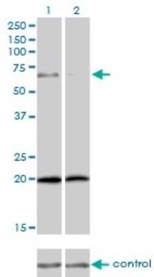 Western Blot: Zyxin Antibody (2C10-4A7) [H00007791-M01]
