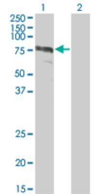 Western Blot: Zyxin Antibody (2C10-4A7) [H00007791-M01]