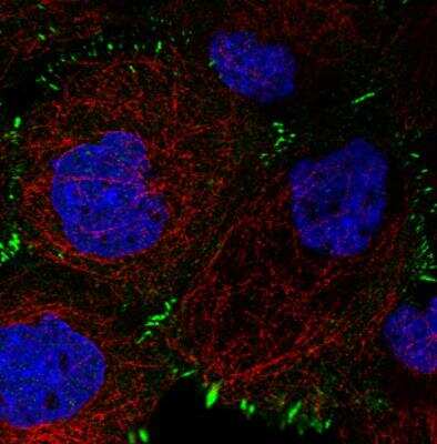 Immunocytochemistry/ Immunofluorescence: Zyxin Antibody (CL2502) [NBP2-36768]