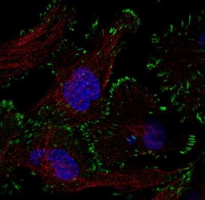 Immunocytochemistry/ Immunofluorescence: Zyxin Antibody (CL2502) [NBP2-36768]