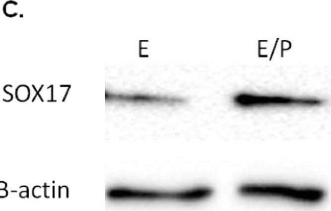 Detection of Human Normal Goat IgG Control by Western Blot