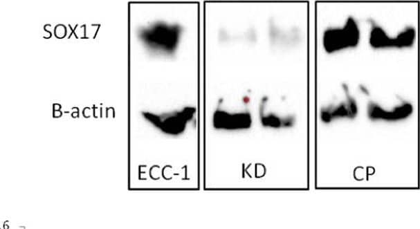 Detection of Human Normal Goat IgG Control by Western Blot