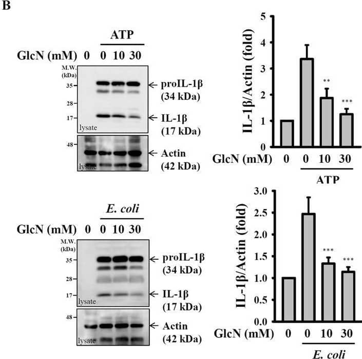 Detection of IL-1 beta/IL-1F2 by Western Blot