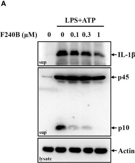 Detection of IL-1 beta/IL-1F2 by Western Blot