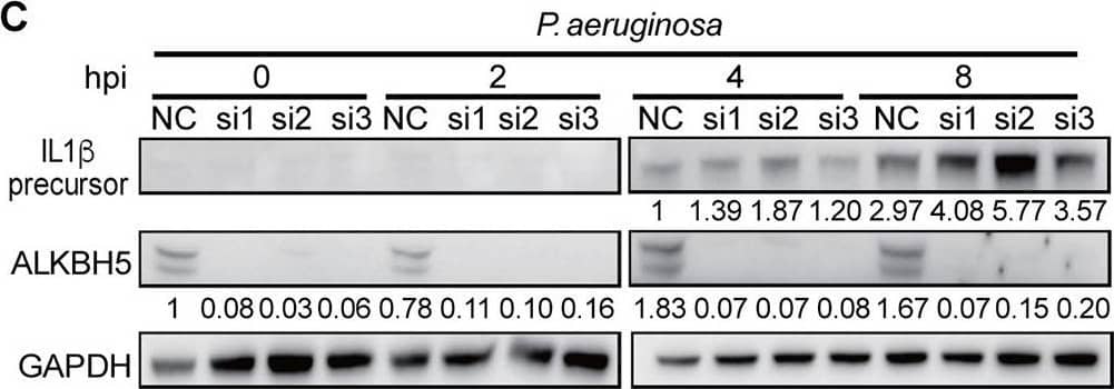 Detection of IL-1 beta/IL-1F2 by Western Blot