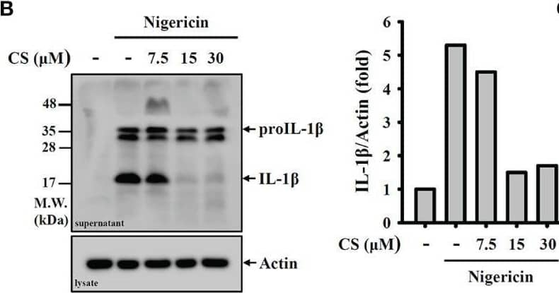 Detection of Mouse IL-1 beta/IL-1F2 by Western Blot