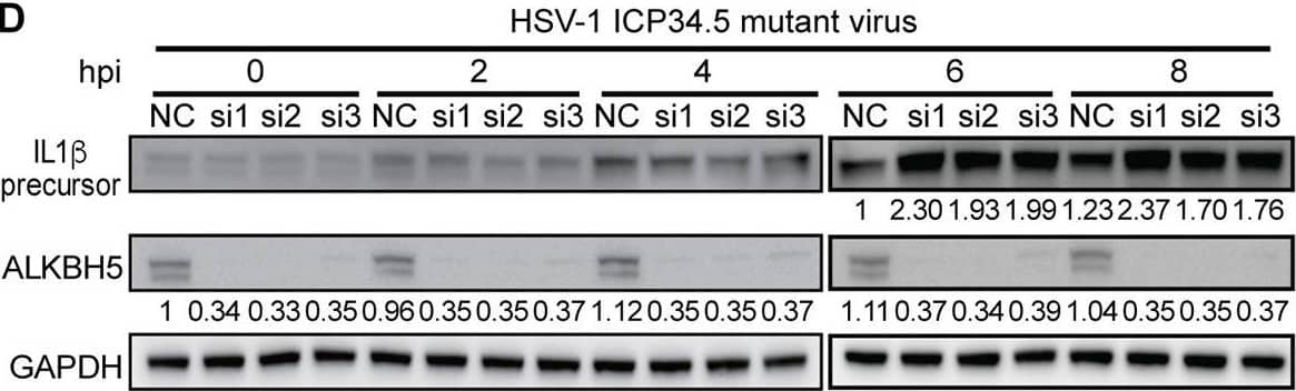Detection of IL-1 beta/IL-1F2 by Western Blot