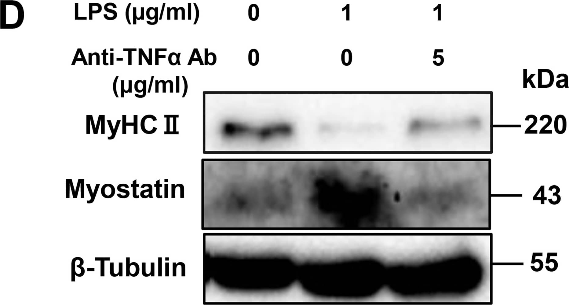 Detection of Mouse Mouse TNF-alpha Antibody by Western Blot