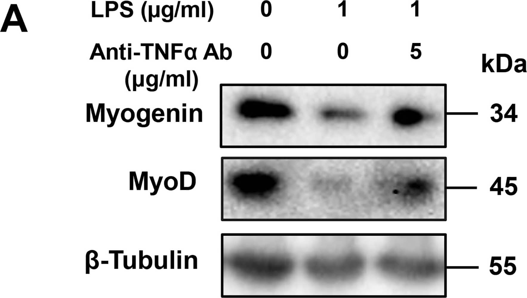 Detection of Mouse Mouse TNF-alpha Antibody by Western Blot