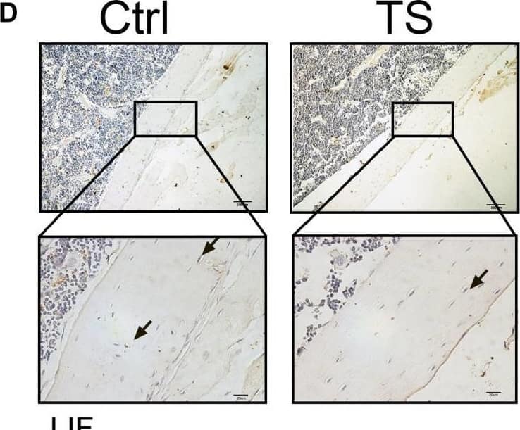 Detection of LIF by Immunohistochemistry