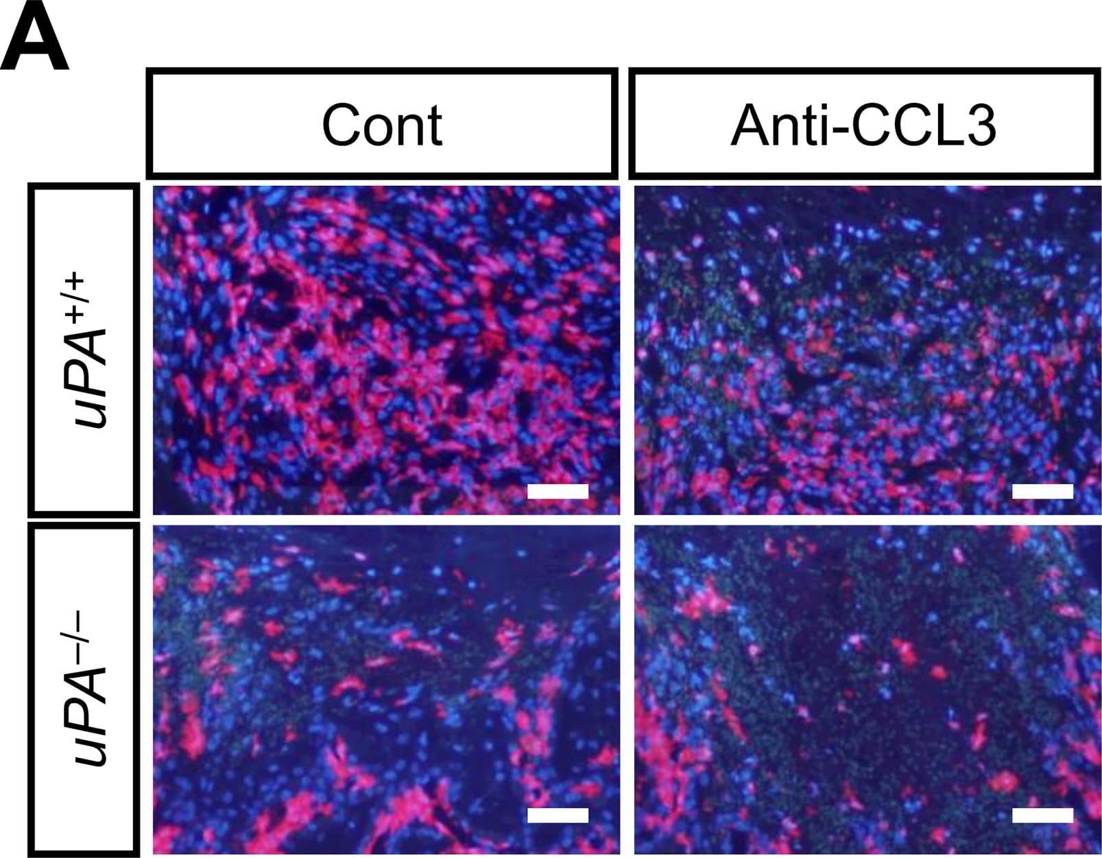 Detection of Mouse CCL3/MIP-1 alpha by Immunocytochemistry/ Immunofluorescence