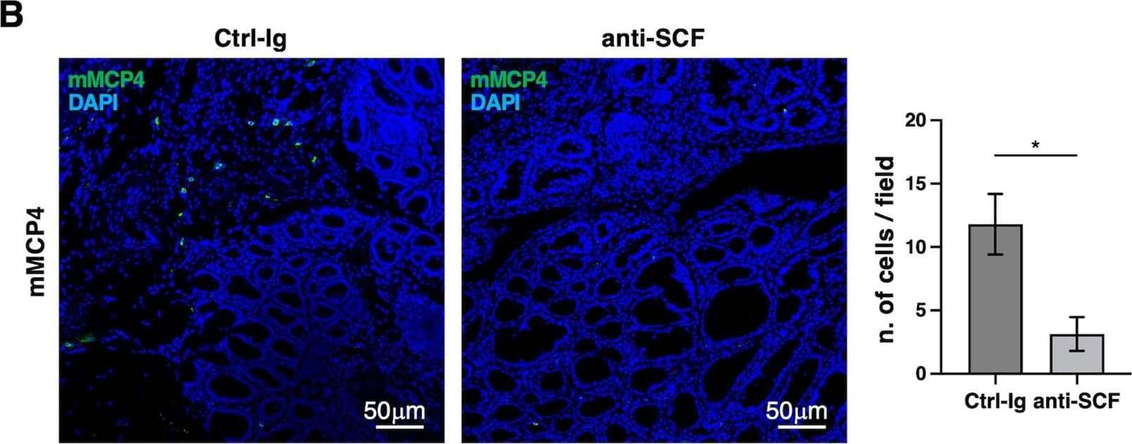 Detection of Mouse SCF/c-kit Ligand by Immunohistochemistry