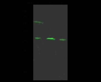 Western Blot: actin-related protein 2/3 complex subunit 1B Antibody [NBP2-99248]