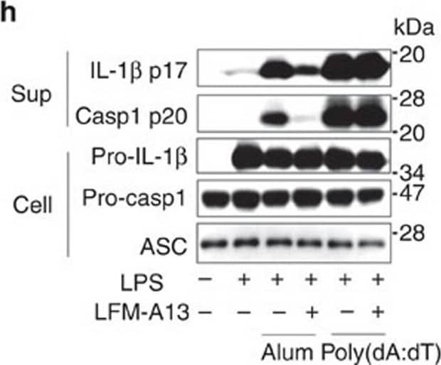 Detection of Mouse IL-1 beta/IL-1F2 by Western Blot