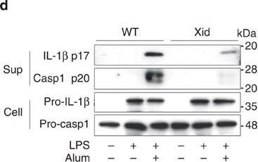 Detection of Mouse IL-1 beta/IL-1F2 by Western Blot
