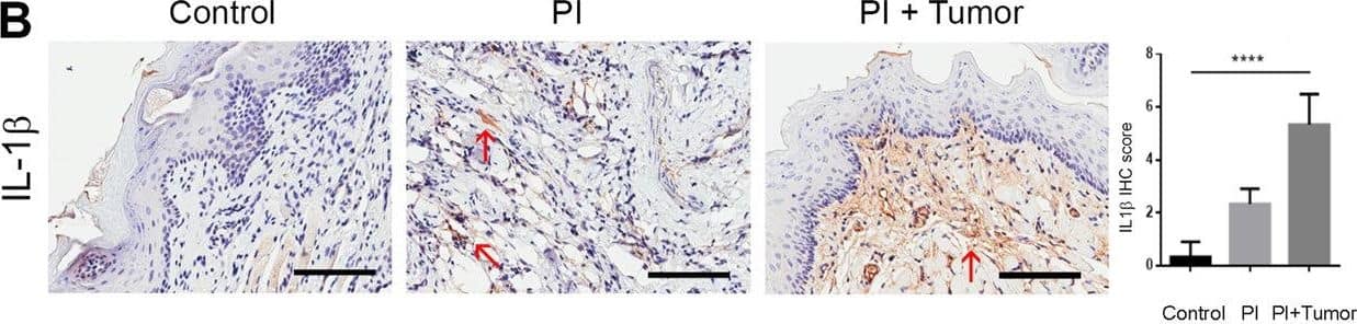 Detection of Mouse IL-1 beta/IL-1F2 by Immunohistochemistry