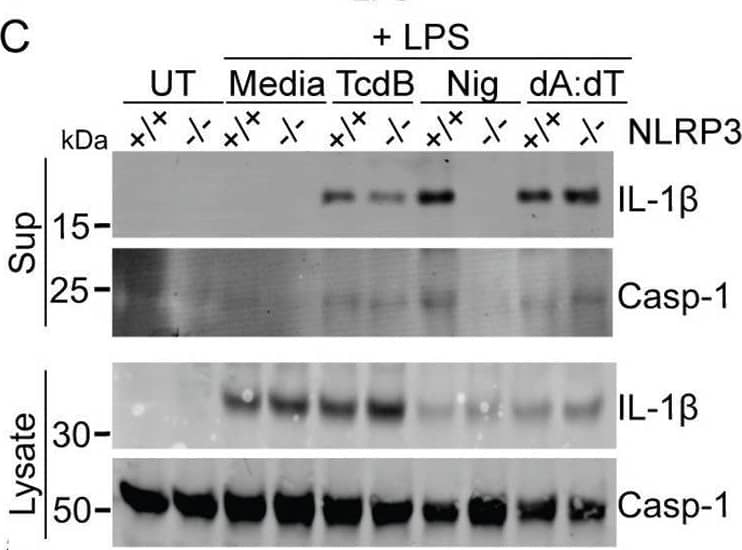 Detection of IL-1 beta/IL-1F2 by Western Blot