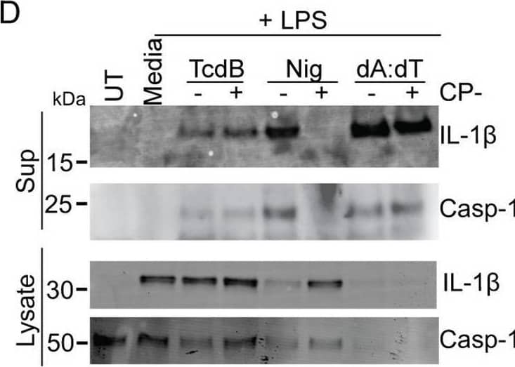 Detection of IL-1 beta/IL-1F2 by Western Blot