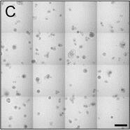 Detection of Human IL-6 by Block/Neutralize