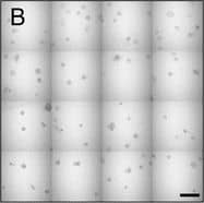 Detection of Human IL-6 by Block/Neutralize