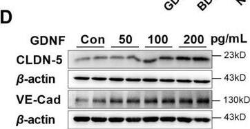Detection of GDNF by Western Blot