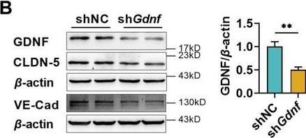 Detection of GDNF by Western Blot