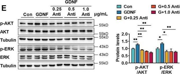 Detection of GDNF by Western Blot