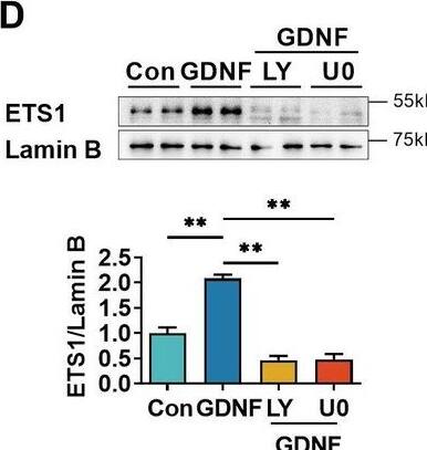 Detection of GDNF by Western Blot