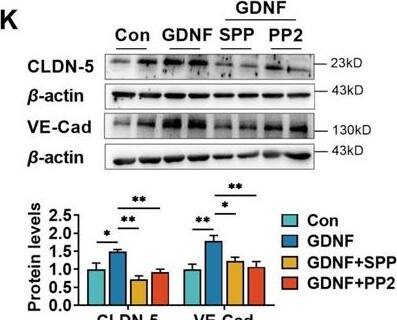 Detection of GDNF by Western Blot