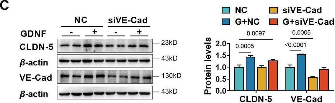 Detection of GDNF by Western Blot