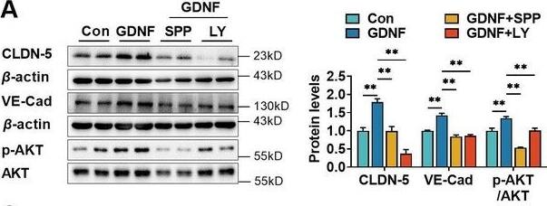 Detection of GDNF by Western Blot