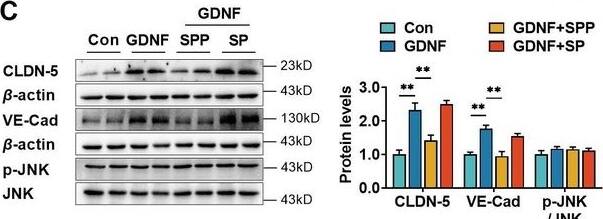 Detection of GDNF by Western Blot
