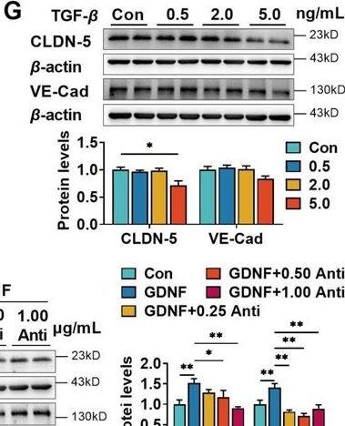 Detection of GDNF by Western Blot