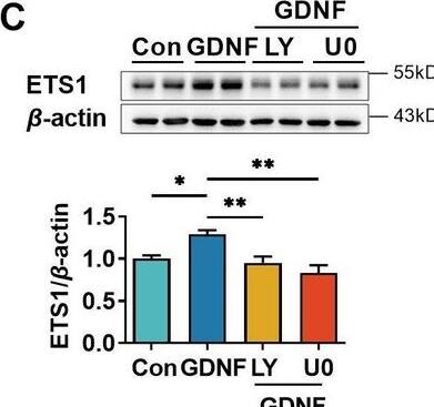 Detection of GDNF by Western Blot