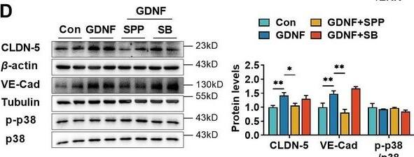 Detection of GDNF by Western Blot