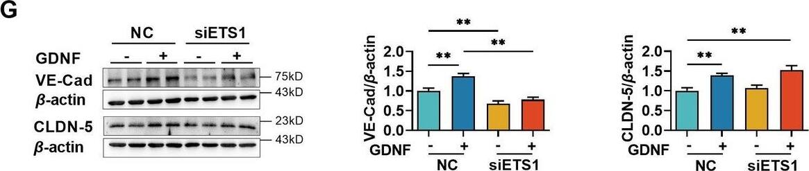 Detection of GDNF by Western Blot