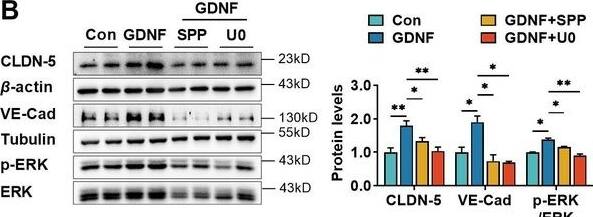 Detection of GDNF by Western Blot