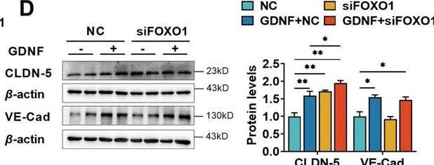Detection of GDNF by Western Blot