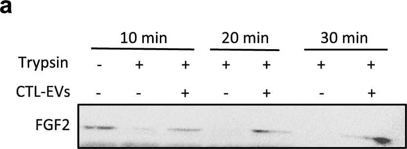 Detection of FGF basic/FGF2/bFGF by Western Blot