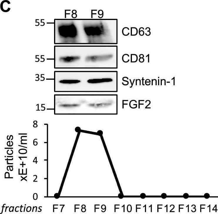 Detection of FGF basic/FGF2/bFGF by Western Blot